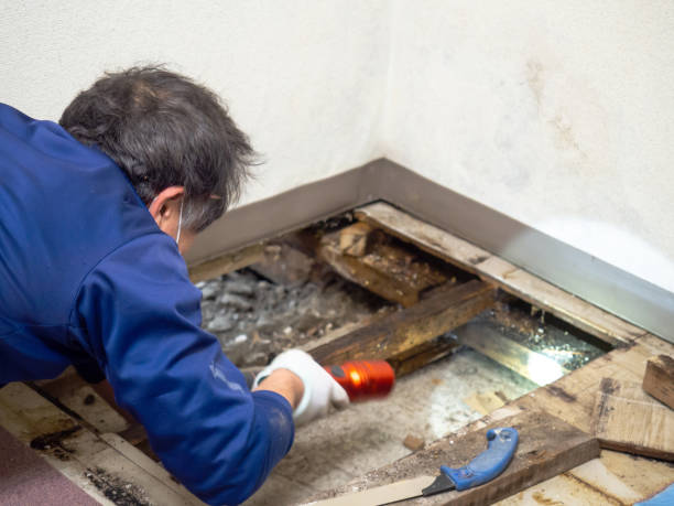 Best Mold Removal and Inspection  in Wayland, IA
