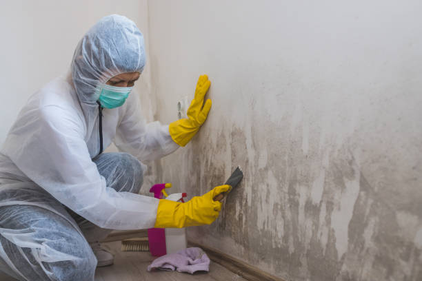 Best Mold Removal Company Near Me  in Wayland, IA