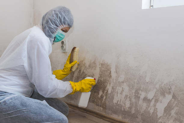 Mold Removal and Inspection in Wayland, IA