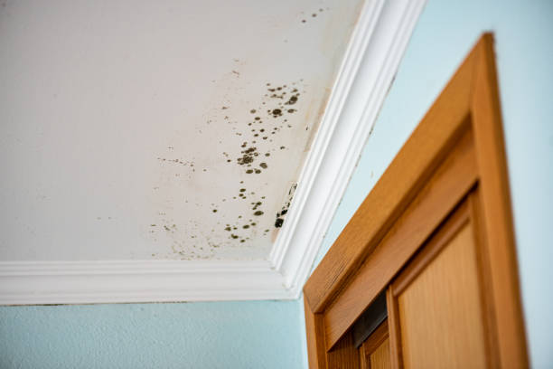 Professional Mold Removal in Wayland, IA