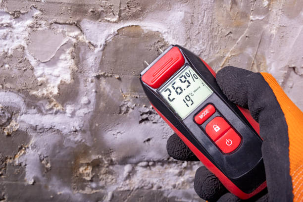 Best Local Mold Removal Service  in Wayland, IA
