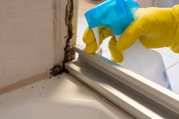 Best Mold Remediation  in Wayland, IA