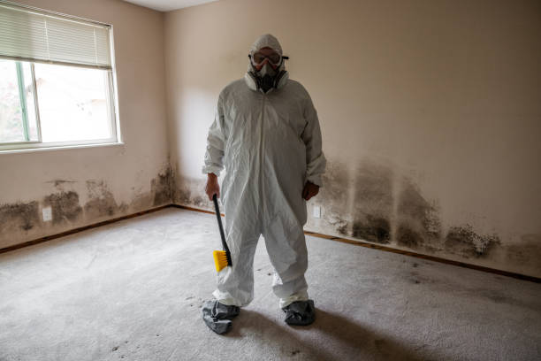 Best Mold Damage Repair  in Wayland, IA