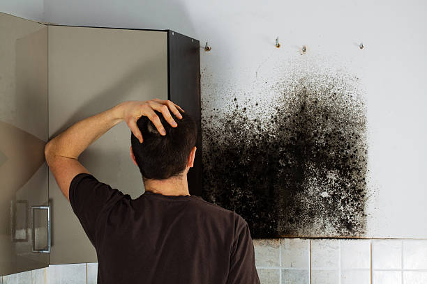 Best Office Mold Removal Services  in Wayland, IA